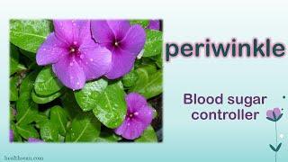 Traditional Medical uses of Periwinkle