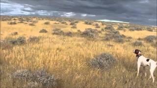 Sage Grouse Hunt with pointing dogs