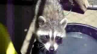 Raccoon chatter