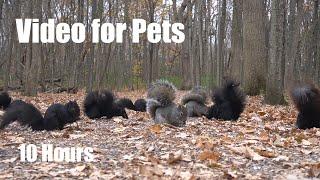 A Scurry of Squirrels in the Forest - 10 hour Cat TV for Pets and People to Watch - Nov 22, 2024