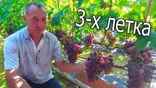 Gorgeous Vineyard in 3 Years. Grapes of Belarus. Vineyard of the Karas Family