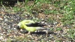 Goldfinch!