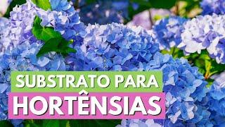 COMO FAZER SUBSTRATO PARA HORTÊNSIA! DICAS DE CULTIVO! CANAL MEU QUINTAL #hortensia #hydrangea