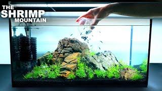 The Shrimp Mountain: NEW Shrimp Setup for Neocaridina Aquascape Tutorial