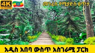 Walking in Addis Ababa Park | A Peaceful Escape in the City