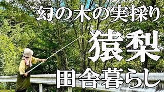 【サルナシ収穫】幻の果実 天然サルナシ(猿梨・コクワ・ベビーキウイ)を求め山へ  秋の味覚アケビが大量！素麺カボチャと猫  自然豊かな山奥暮らしの日々｜村暮らし｜移住｜料理【標高800mの田舎暮らし】