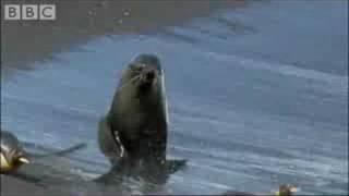 King Penguins and Fur Seals - BBC Planet Earth