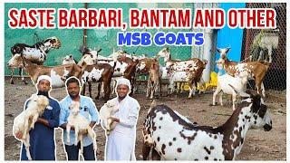 Quality Barbari and Bantam goats Saste rates me lo or Shauk karo | MSB goats Sikandar Bhai