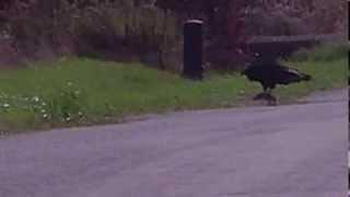 Turkey Vulture and  roadkill