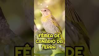 Fêmea de Canário da Terra  #esquentacanáriodaterra #fêmeacanáriodaterra #canáriodaterra