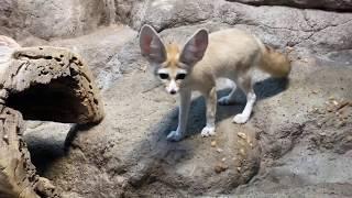 Home Safari - large-spotted genet and fennec fox