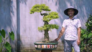 Thọ Bonsai - Số 158 Đã Bán - Mai Chiếu Thủy Kim Rêu