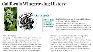 Napa Trip Class: 03 California White Wine And Phylloxera History