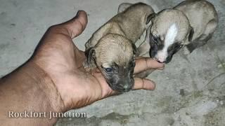 Mother dog trying to save her cub from me / Rockfort puppies