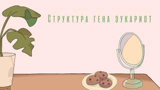 Структура гена эукариот