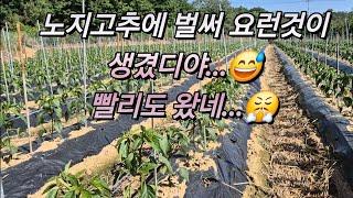 고추밭에 이 몹쓸놈들이 벌써 와부렀네요...ㅠ