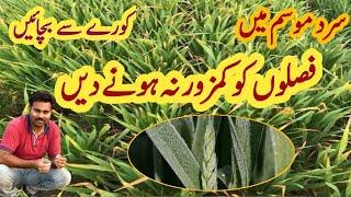 How to protect crop plants from cold and frost injury | Amino acid spray on crops |Abid Ali Agrarian