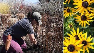 Cutting Down Herbaceous Perennials - Spring Cleanup