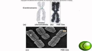 DNA Replication and Mitosis