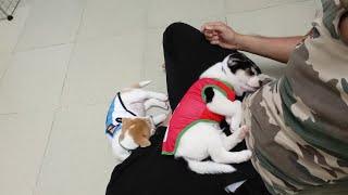 Teaching Zefi & Hope | SIT & STAY LESSON | 7 WEEKS OLD PUPPIES