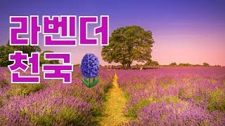 여름에만 올 수 있는 영국 메이필드 라벤더팜 Mayfield Lavender Farm🪻 인생샷 찍기 좋은 곳!