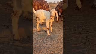 saini goat farm! #animals #short