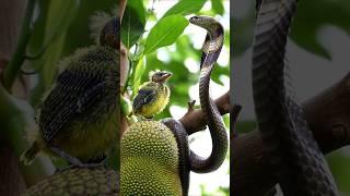 King Cobra vs Eagle – Epic Showdown Between Two Deadly Predators p15