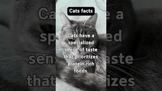 Mysterious Cat Facts #behavior #animals #curiosity