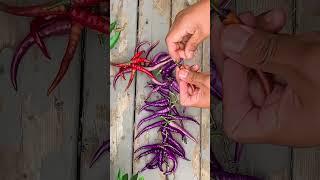 Naturally drying peppers to keep the flavour and colour is my preferred method