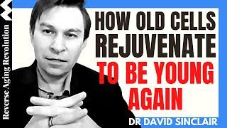 How Old Cells Rejuvenate To Be YOUNG AGAIN – Cell Autonomous Effect | Dr David Sinclair Clips