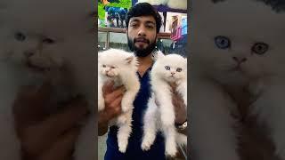 Persian cat triple coat | Tollinton market Lahore | Persian cat blue eyes | Cat shop - 0324-8420892