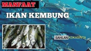 MANFAAT IKAN KEMBUNG || Ikan Huma-huma