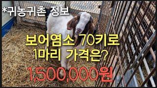 보어염소 숫놈 70kg 1마리 가격은? 1,500,000원 #귀농귀촌정보 #염소시세 #염소농장 #염소수익