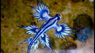 Facts: The Blue Sea Dragon