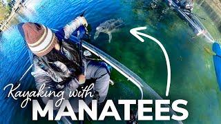 Kayaking with Manatees on Crystal River in Florida