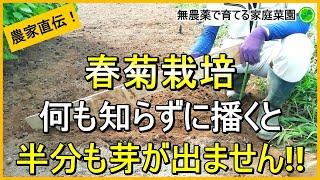 【春菊栽培】発芽率が悪い春菊をうまく発芽させる種まきのコツ【有機農家直伝！無農薬で育てる家庭菜園】　24/9/3