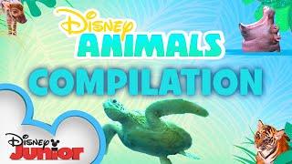 Learn About Animals!  | Season 1 Compilation | Disney Animals | Disney Junior