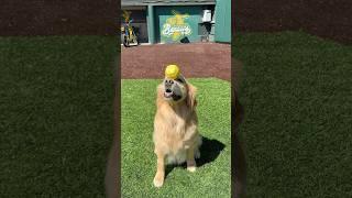 My dogs tryout for the Savannah Bananas 