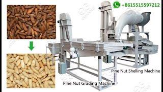 200 KG/H Pine Nut Chilgoza Grading and Shelling Machine Line