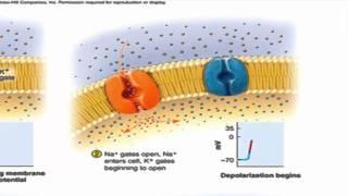 The Nerve Impulse (successive action potentials traveling down an axon)