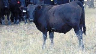 Rafter C Cattle Co. - 850# September Grass Steers - 65 Head (Lafleche, SK)