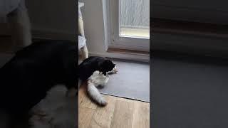 This sound is so funny.  #cat #funny #sunday #morning #lol