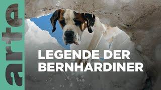 St. Bernhard: Von Menschen und Hunden | GEO Reportage | ARTE