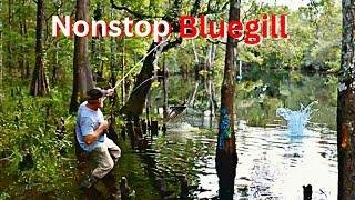 BIG BLUEGILL from a river using this fishing method!! **Nonstop Action**