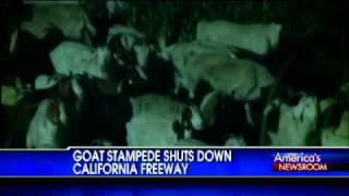 Goat Stampede Shuts Down California Freeway