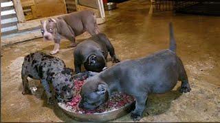 American Bully Kennel Update