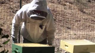 Bees: Powdered Sugar Mite Treatment 2 of 2