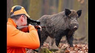 Wild Boar Hunting Chasse Au Sanglier Wildsau Jagd 2017 NEW