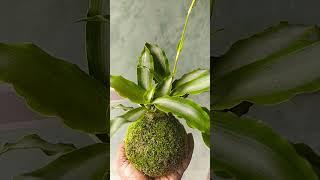 Kokedama commelina2