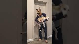 Best funny videos prank by Tanya, Senya and Misha - funny dogs #shorts